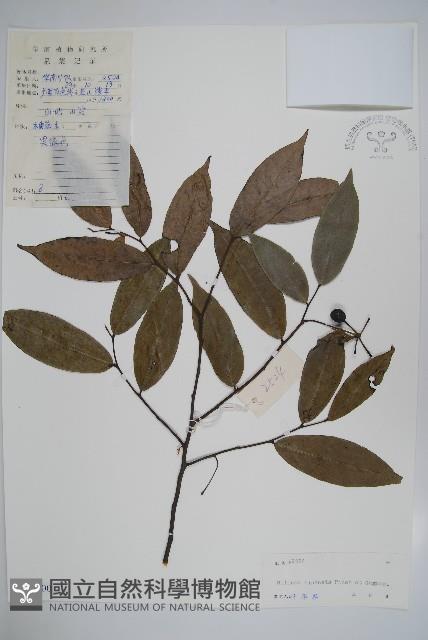 中華野獨活藏品圖，第1張