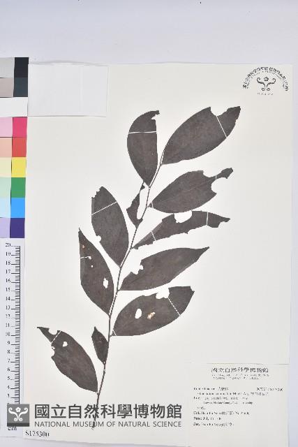 裡白饅頭果藏品圖，第1張