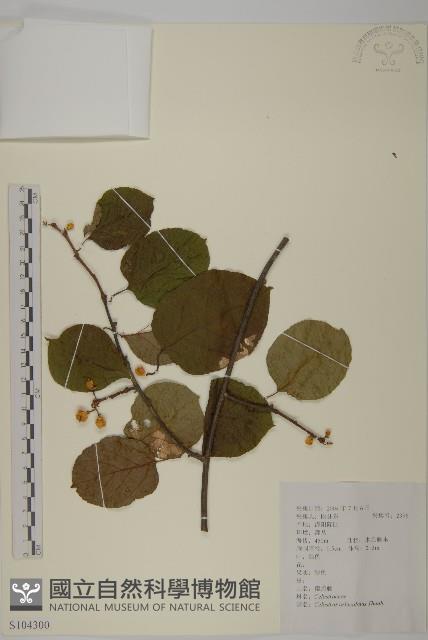 南蛇藤藏品圖，第1張