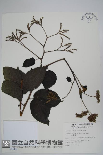 冷飯藤藏品圖，第1張