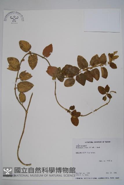 鷗蔓藏品圖，第1張