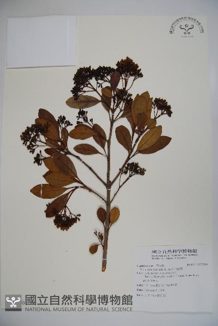 珊瑚樹藏品圖，第1張