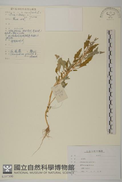 灰綠藜藏品圖，第1張