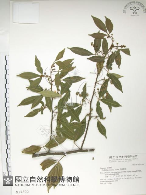 飛龍掌血藏品圖，第1張