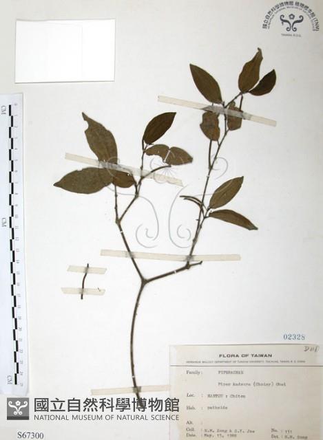 風藤藏品圖，第1張