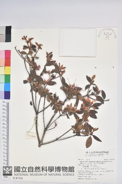 台灣高山杜鵑藏品圖，第1張