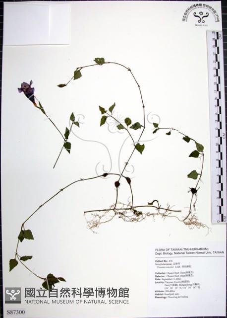 倒地蜈蚣藏品圖，第1張