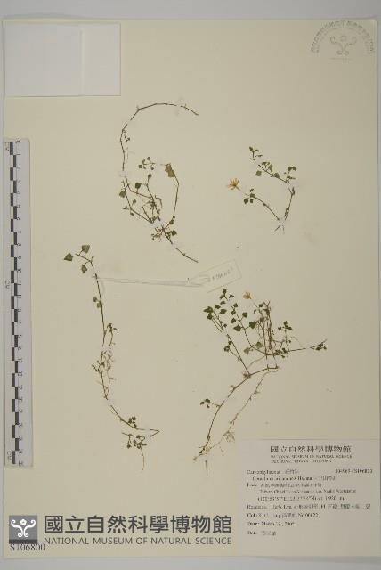 阿里山卷耳藏品圖，第1張