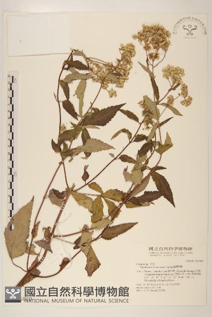 臺灣澤蘭藏品圖，第1張