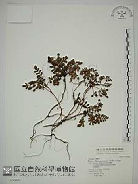 臺灣莓藏品圖，第1張