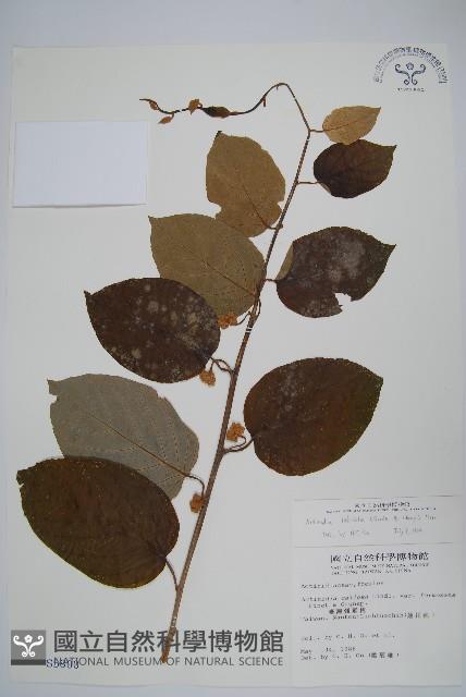 闊葉獼猴桃藏品圖，第1張