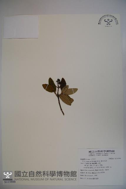 密生莢迷藏品圖，第1張