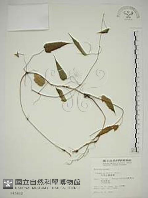 亨利氏鐵線蓮藏品圖，第1張