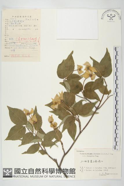 四照花藏品圖，第1張