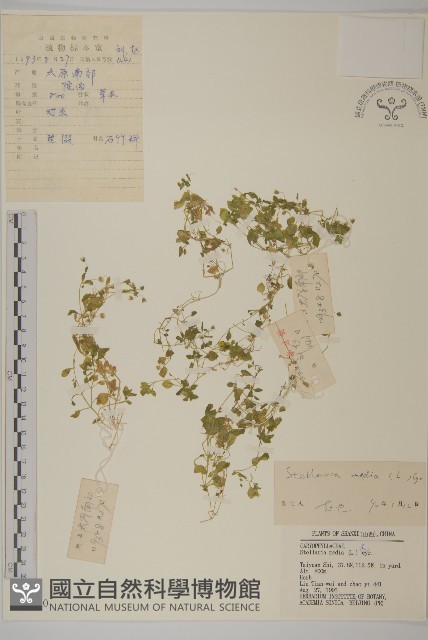 繁縷藏品圖，第1張