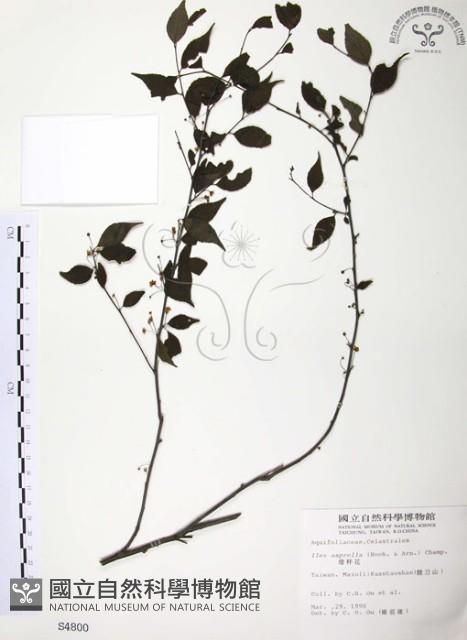 燈稱花、烏雞骨藏品圖，第1張