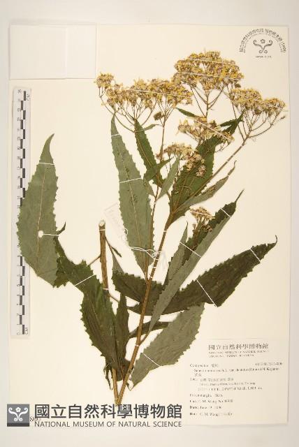 黃菀藏品圖，第1張