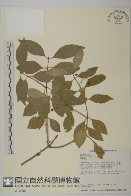 刺果衛矛藏品圖，第1張