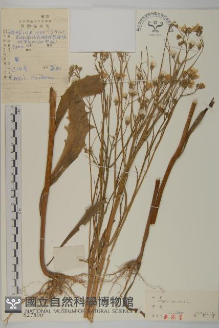 還陽參藏品圖，第1張