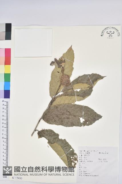 板栗藏品圖，第1張