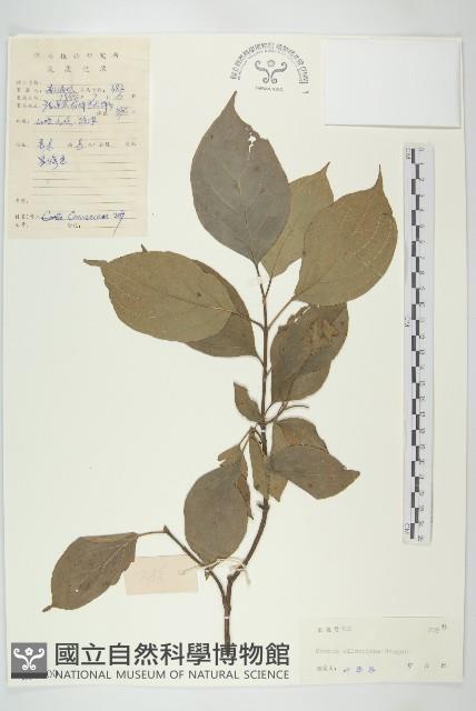 光皮樹藏品圖，第1張