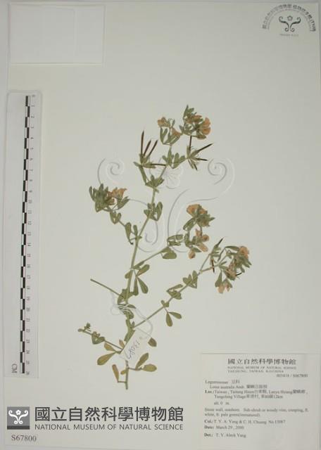 蘭嶼百脈根藏品圖，第1張