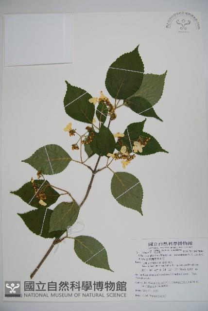 臺灣蝴蝶戲珠花、臺灣蝴蝶花藏品圖，第1張