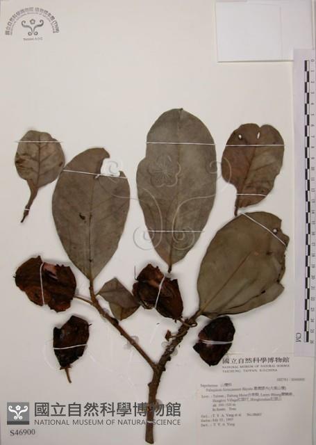 大葉山欖、臺灣膠木藏品圖，第1張