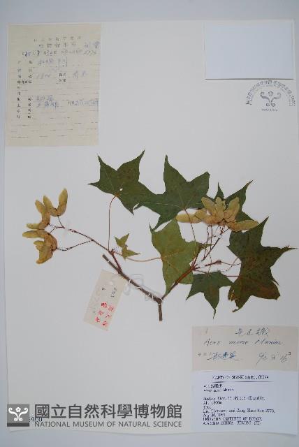 元寶楓, 地錦槭藏品圖，第1張