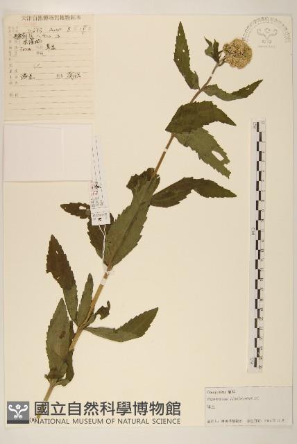 林氏澤蘭藏品圖，第1張