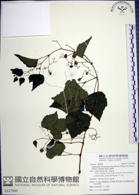 漢氏山葡萄藏品圖，第1張