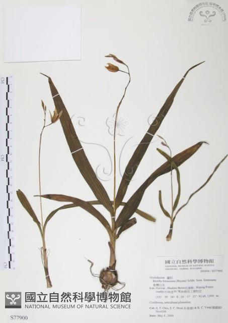 臺灣白及藏品圖，第1張