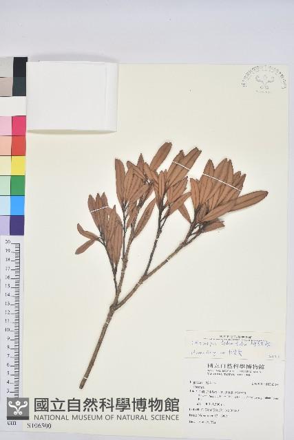 柳葉石櫟藏品圖，第1張