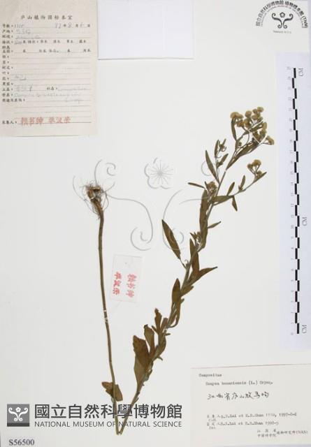 美洲假蓬藏品圖，第1張