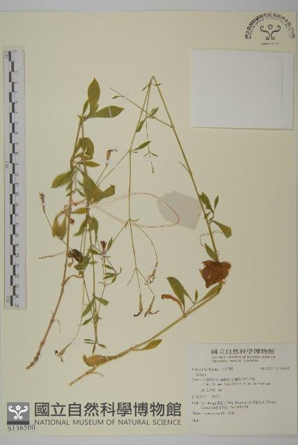 登錄號:S136500藏品圖，第1張