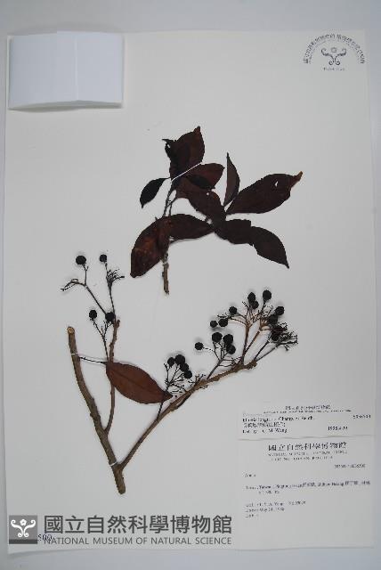 Long-flowered ehretia Collection Image, Figure 1, Total 2 Figures