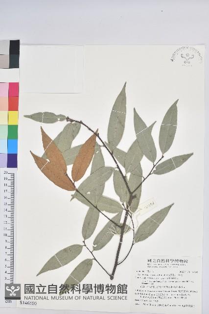 火燒柯、栲樹藏品圖，第1張