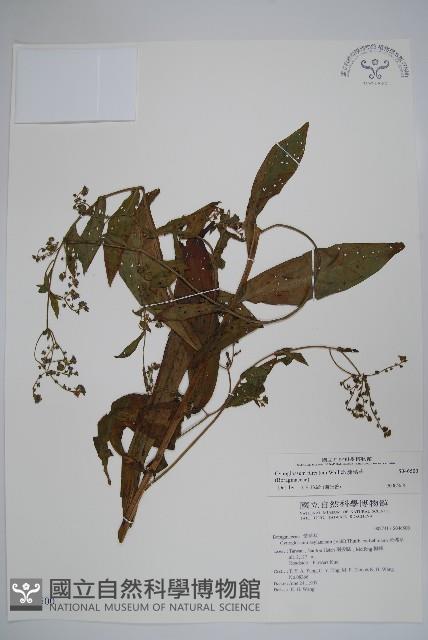 琉璃草藏品圖，第1張