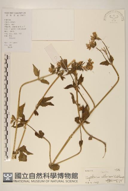 貓腥草藏品圖，第1張