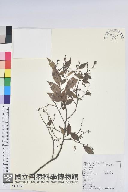 米飯花藏品圖，第1張