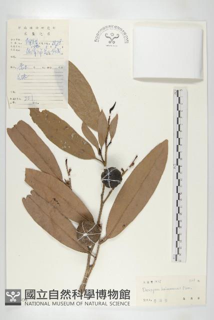 牛筋樹藏品圖，第1張