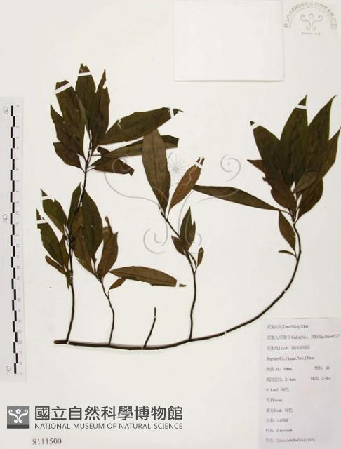 山胡椒藏品圖，第1張