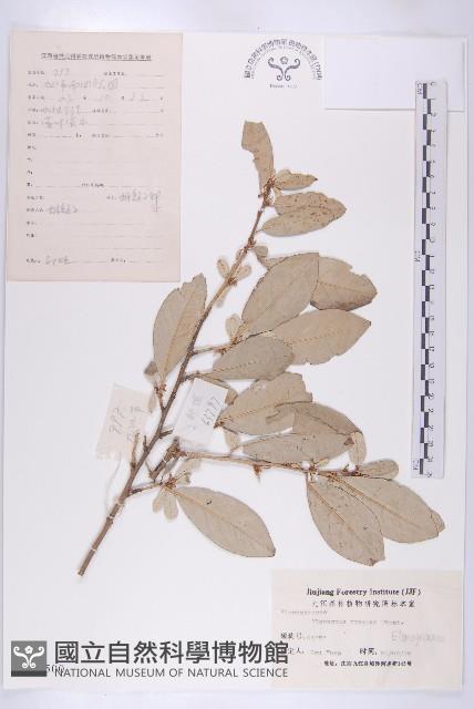 胡頹子藏品圖，第1張