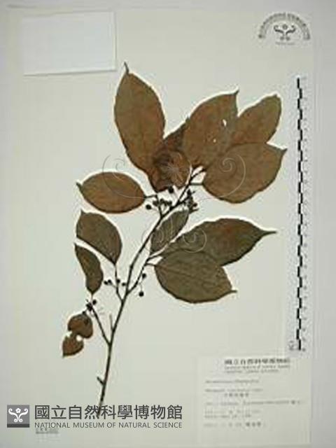 中原氏鼠李藏品圖，第1張