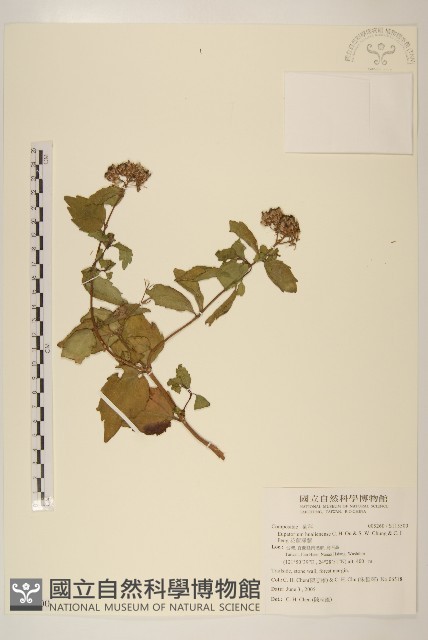 花蓮澤蘭藏品圖，第1張