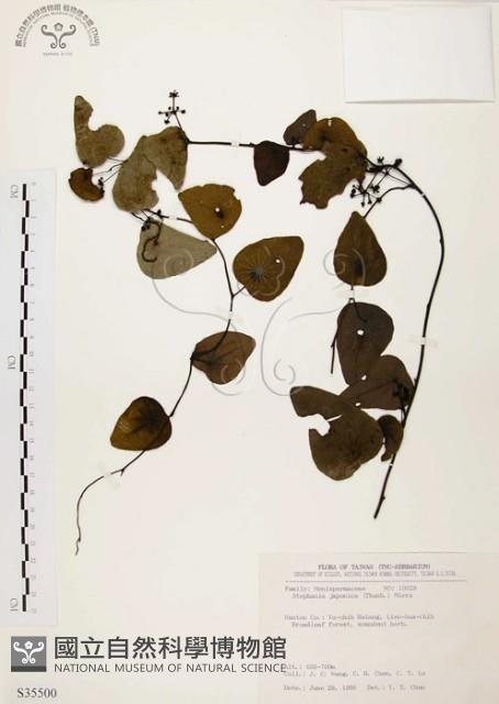 千金藤、金線吊烏龜藏品圖，第1張