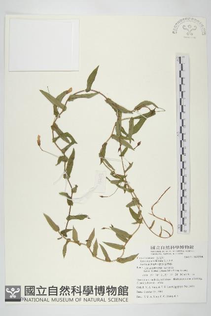 戟葉菜欒藤藏品圖，第1張