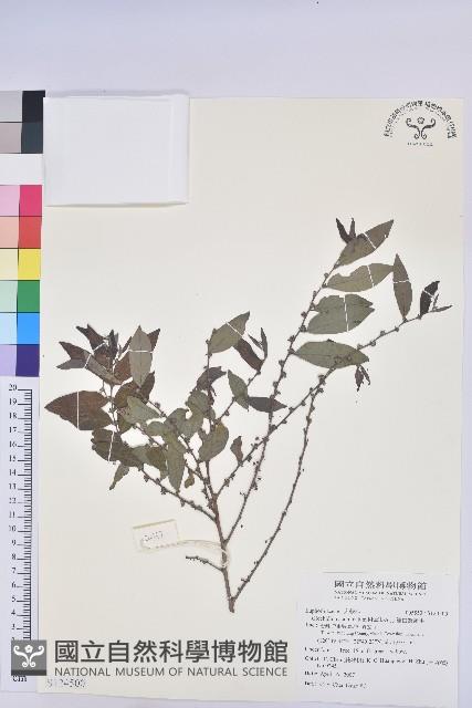 裡白饅頭果藏品圖，第1張