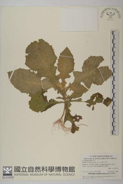 裂葉艾納香藏品圖，第1張