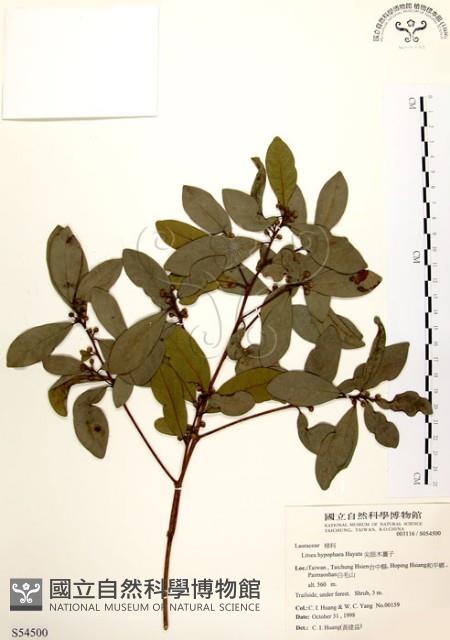 黃肉樹, 小梗木薑子藏品圖，第1張